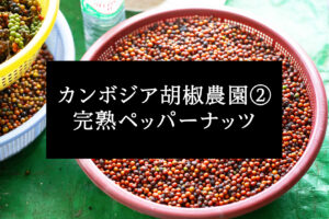 カンボジア篇②胡椒農園・ 完熟ペッパーナッツ
