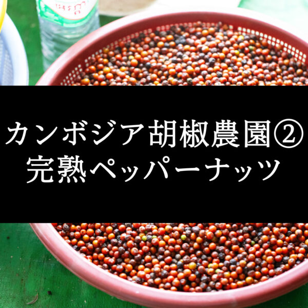 カンボジア篇②胡椒農園・ 完熟ペッパーナッツ