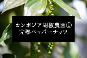 カンボジア篇①胡椒農園・ 完熟ペッパーナッツ